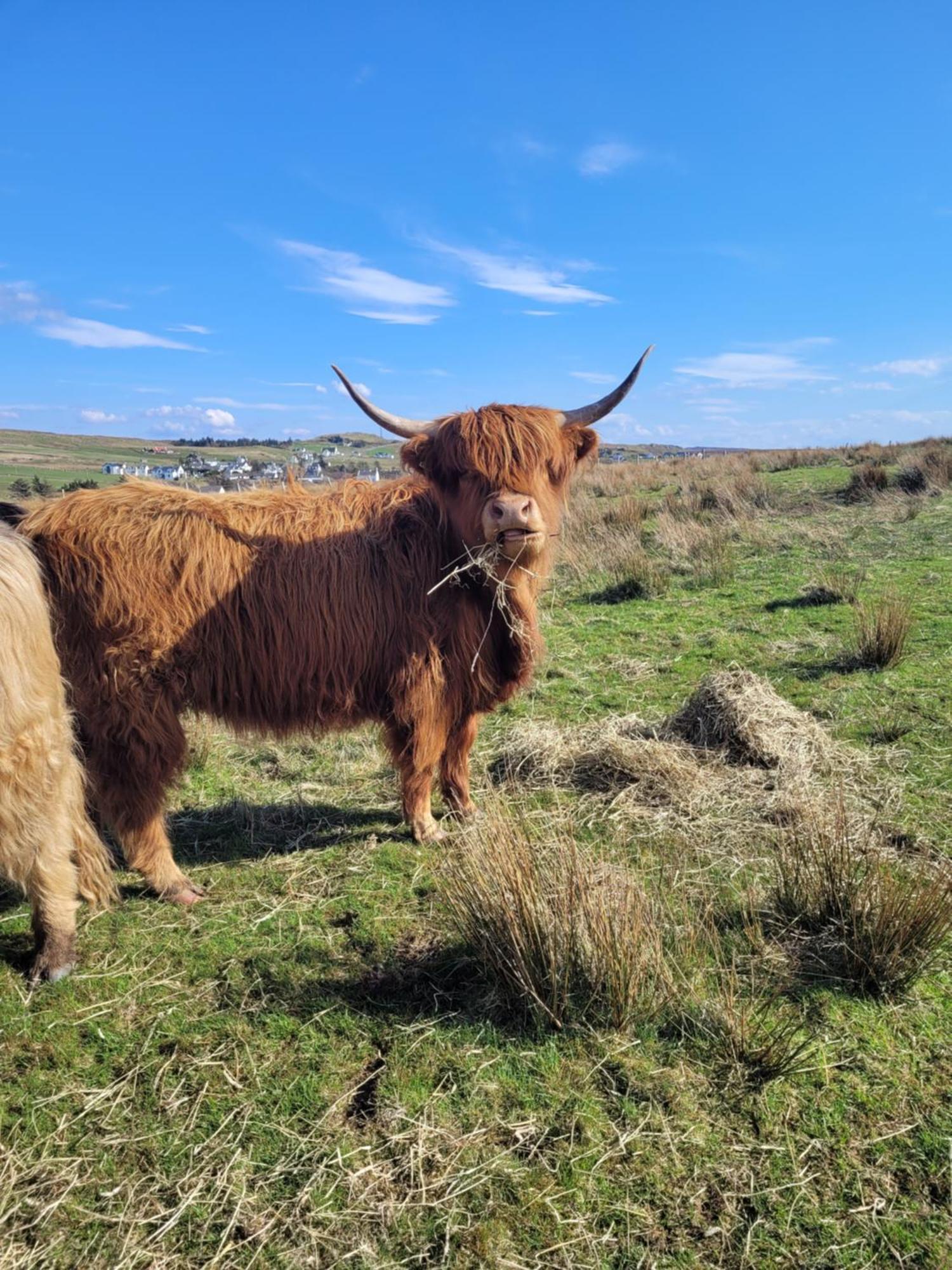 Vakantiehuis Skye